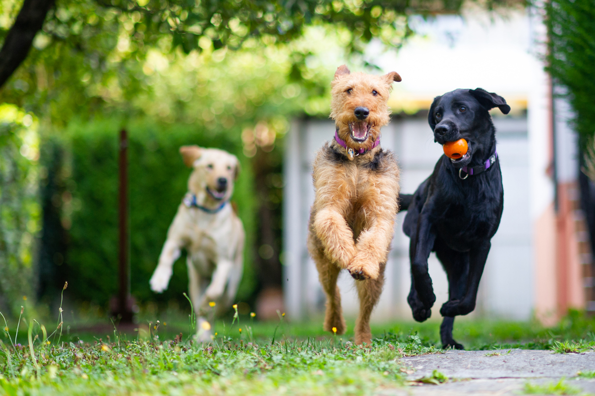 Blindenhunde unterschiedlicher Rassen spielen im Freilauf.