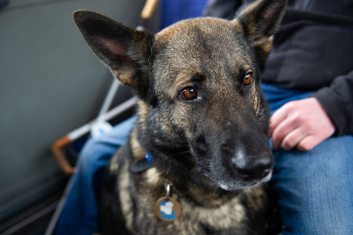 Portrait eines Schäferhundes