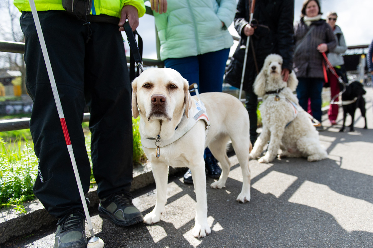 FührhundehalterInnen warten mit ihren Hunden.
