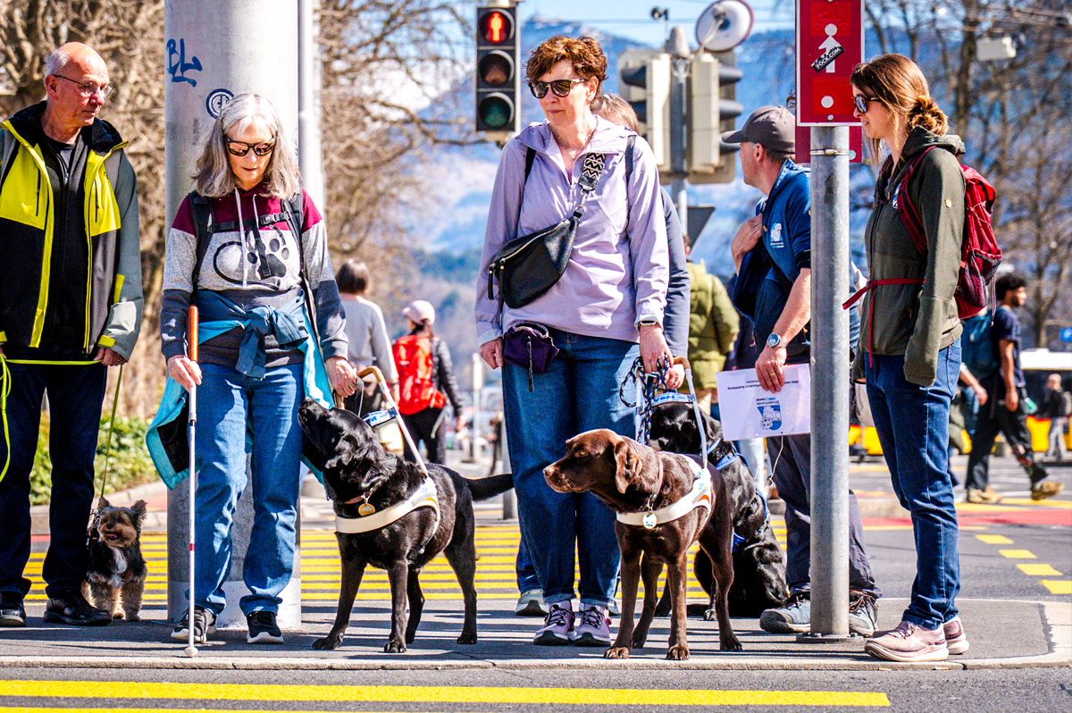 Blindenhundeteams an einem Fussgängerstreifen