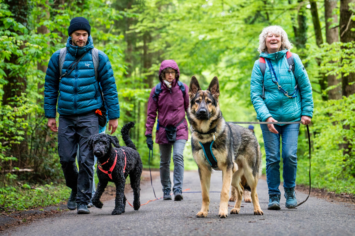 JunhundetrainerInnen beim Training mit ihren Schützlingen im Wald