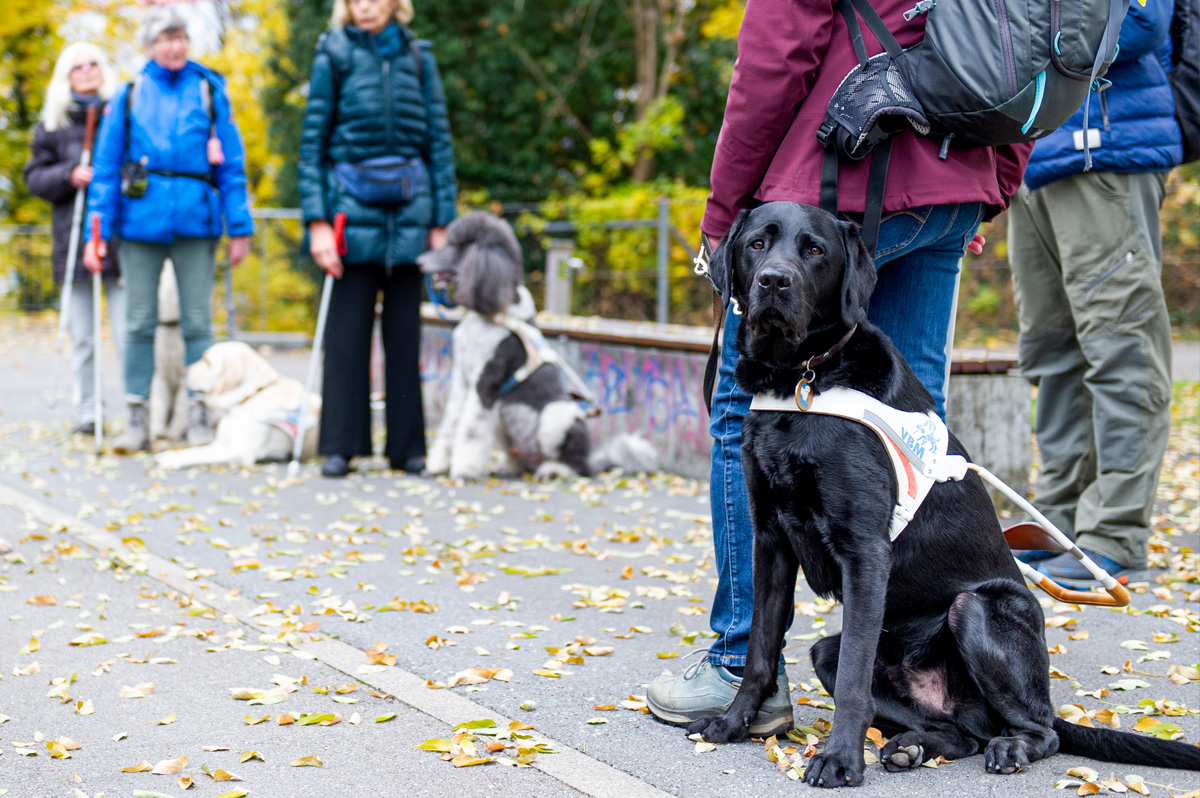 Blindenhunde bei der Arbeit im Führgeschirr