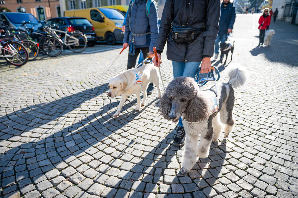 Blindenhundeteams im Gegenlicht
