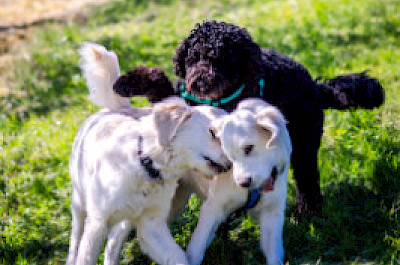Junghunde verschiedener Rassen spielen zusammen.