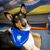 Botschafterhund Condor mit seinem neuen Botschafterhundefoulard.