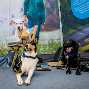 Botschafterhunde Condor und Loki posieren für die Kamera.